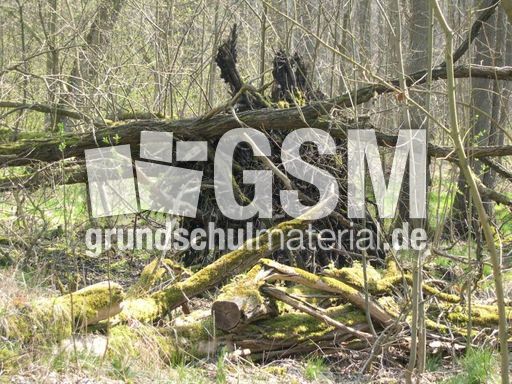 Sumpf 2.jpg